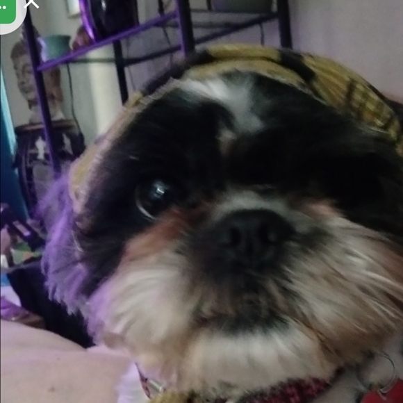 Meet your Posher, Diane - Picture 3 of 4